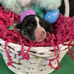 Female 1 - Black and tan female Pembroke Welsh Corgi puppy in Barstow, California from Caldwell’s Corgis of Southern California
