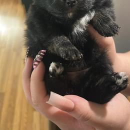 Brandy - Black female Pomeranian puppy in Illinois from Maribel Poms
