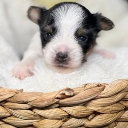 Seraphina - Black tan and white female Biewer Terrier puppy in Iva, South Carolina from Petit Bijou