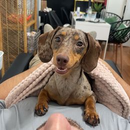 Mary Jane - Dachshund