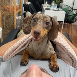 Mary Jane - Dachshund