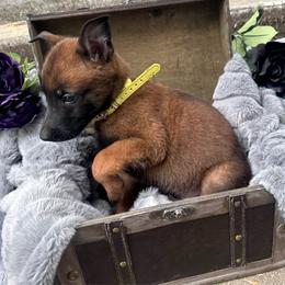 Jet - Fawn sable male Belgian Malinois puppy in Chino, California from BlueStone K9