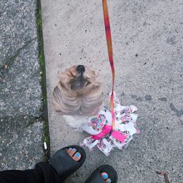 Miss Salti Pepper. - Parti female Yorkshire Terrier puppy in Portland, Oregon from Mama & I Yorkshire's