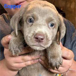 Copper - Silver male Dilute Retriever puppy in Somerset, Pennsylvania from Chickentown Labradors