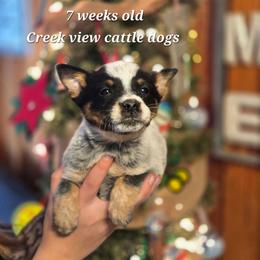 Girl 4 - Blue female Australian Cattle Dog puppy in Monroe, North Carolina from Creek View Cattle Dogs