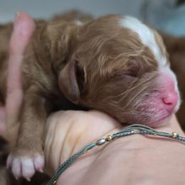 Boy 4 - Red male Cavapoo puppy in Knoxville, Tennessee from Shannan's Cavapoos