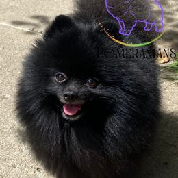 Vinny - Pomeranian
