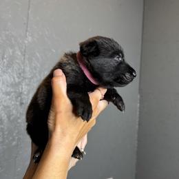 Pink Girl 4 - Black sable female Belgian Malinois puppy in Orange, Texas from Tacti-Mal K9 Kennels