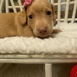 Girl 1 - Red female Dachshund puppy in Polo, Missouri from Blue Tails Farm