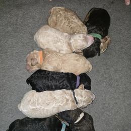 Poodle Puppies from Sarah's Poodles