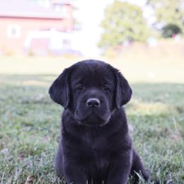 Dilute Retriever, Golden Retriever, and Labrador Retriever Puppies from Grimm Girls Farm