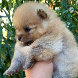 Pomeranian Puppies from Pommies of LA