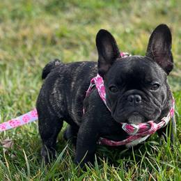 Girl 1 - Brindle French Bulldog puppy in Galt, California from Glitz Bulliez