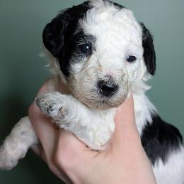 Envy - Parti female Poodle puppy in Salem Township, Maine from Moirae Poodles