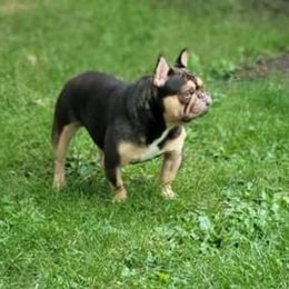 French Bulldog Puppies from Jessicah's Frenchies Howell Michigan