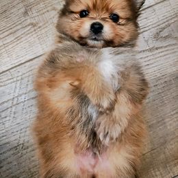 Pomeranian Puppies from Mayhew's Pomeranian Pups