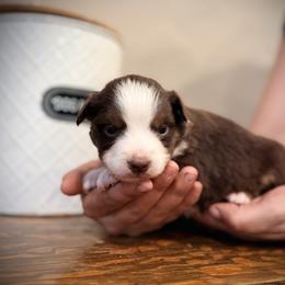 Toby - Red tri male Miniature Australian Shepherd puppy in North Lakeport, California from Wild Rose Ranch