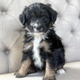 Peach🍑 - Black tri-color male Aussiedoodle puppy in Granbury, Texas from Triple Cross Doodles