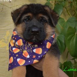 Lime - Black and red male German Shepherd puppy in Orlando, Florida from AceHaven Canines