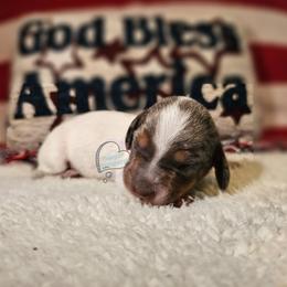Black and tan dapple pie - Black and tan female Dachshund puppy in Herald, California from Bluegum Dachshunds