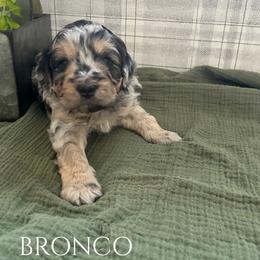 Bronco - Blue merle male Aussiedoodle puppy in Zeeland, Michigan from Dutch’s Doodles