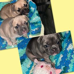 French Bulldog puppies from Kingdom Cubz Kennel