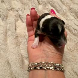 CHIP - Black white and tan male Shetland Sheepdog puppy in Livonia, Michigan from M7’s Shelties, Toonies & AussieDoodles