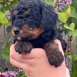 Princeton - Phantom male Poodle puppy in Caldwell, Idaho from Treasure Valley Poodles