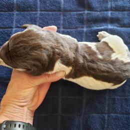 Wirehaired Pointing Griffon Puppies from VC Studs / Sugar Pine Griffon Puppies