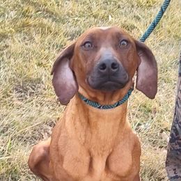 Girl 1 - Red wheaten female Rhodesian Ridgeback puppy in Holden, Missouri from Shiloh's Shepherds & Ridgebacks