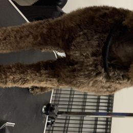 Poodles from Sturgill’s Raising the Standards