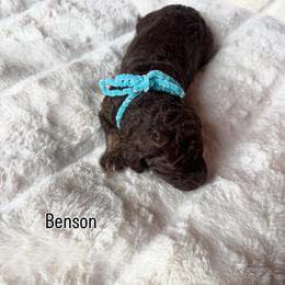 Benson - Phantom male Bernedoodle puppy in Horseshoe Bend, Idaho from Over the Moon Poodles and Doodles