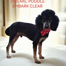 Champy - Phantom male Poodle puppy in Lafayette, Alabama from Williams Lake Doodles