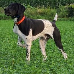 German Shorthaired Pointer All Grown Up from Shining Star GSP's