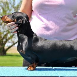 Polly - Dachshund