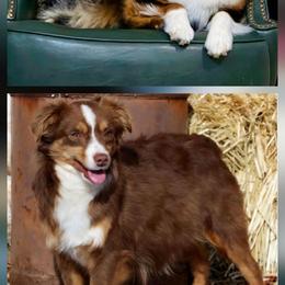 Toy Australian Shepherd puppies from High Desert Companions