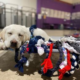 Labrador Retriever Puppies from Nancy's Service Labs