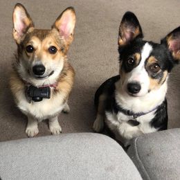 Pembroke Welsh Corgi Puppies from B&J Corgis