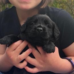 Gracie - Black female Labrador Retriever puppy in Baldwin City, Kansas from Hedge Lane Labradors