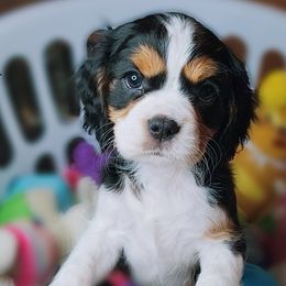 Cavalier King Charles Spaniel Puppies from Royalton Cavaliers