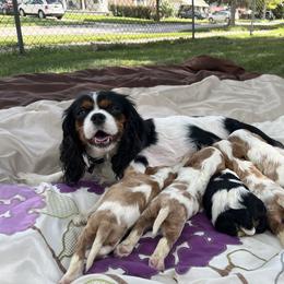 Cavalier King Charles Spaniel Puppies from SHANNON'S CAVALIERS