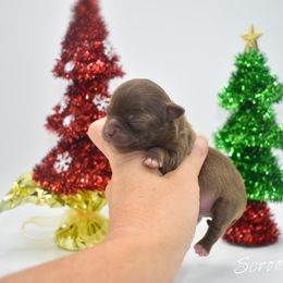 Scrooge - Chocolate male Chihuahua puppy in Bulls Gap, Tennessee from Smokey Mountain Chihuahuas