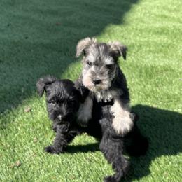 Miniature Schnauzer Puppies from CKM Miniature Schnauzers