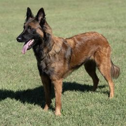 Lyra - Belgian Tervuren