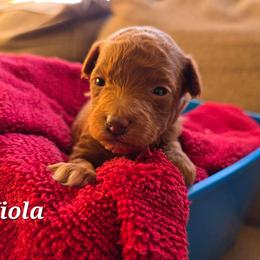 Viola - Red  female Poodle puppy in Blackfoot, Idaho from Draper Mountain Doodles