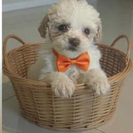 Peanut - Parti male Goldendoodle puppy in Cumberland, Rhode Island from minigoldendoodlesofRI