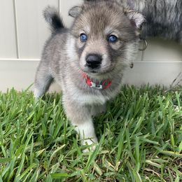 Siberian Husky Puppies from SoFlo Siberians