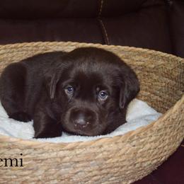 Remington (remi) - Chocolate female Labrador Retriever puppy in Hillman, Michigan from Northrop Farm