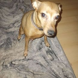 Honey - Miniature Pinscher
