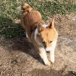 Gracie - Pembroke Welsh Corgi